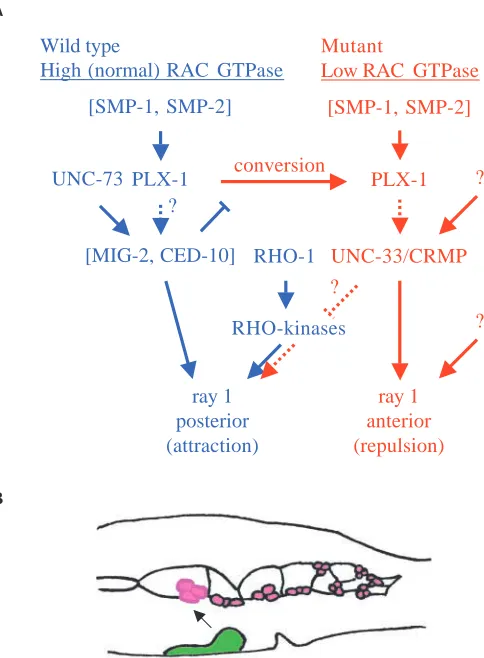 Table 3. plx-1 and mig-2 and ced-10 function in parallelpathways for preventing ray 1 displacement
