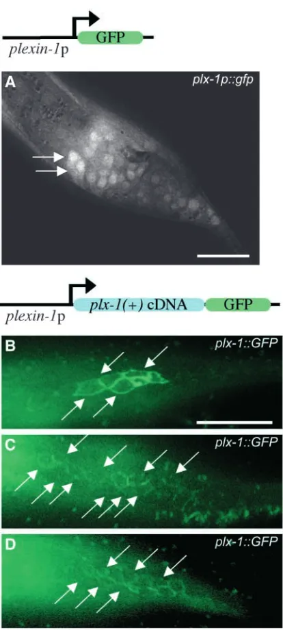 Fig. 3. Transcriptional and translational reporters for plexin 1 areexpressed in developing ray cells