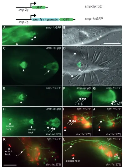 Fig. 5. GFP reporter expression(schematics show constructs
