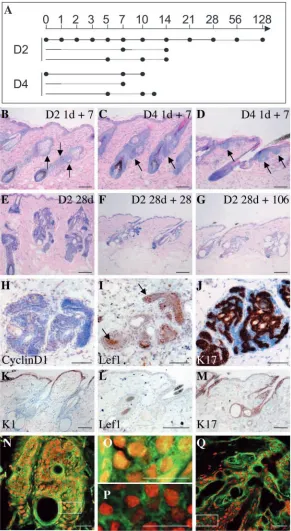 Fig. 8. Effects of transient β-catenin activation inK14∆Nβ-cateninER transgenic mice. (A) Schematicrepresentation of experiments performed with the D2 andD4 transgenic lines