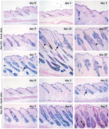 Fig. 2. Histological analysis of the effects of sustained β-catenin activation in back skin oftransgenic mice (lines D2 and D4)
