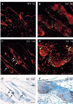 Fig. 5. Analysis of proliferation in back skin of (A) wild-type or (C,E) D2transgenic mice and in (B,D,F) paw skin of D4 transgenic mice