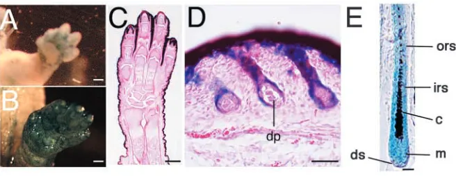 Fig. 2. Hair-speciﬁc ablation of the Bmpr1a gene in mice. Hair-Bmpr1a KO mice (right) lack external hairs at the limbs(arrowheads) at P30 (A)