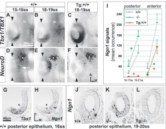 Fig. 1. Tbx1/TBX1 suppresses expression ofneural bHLH genes in the otic placode.(A-F) Lateral surface views of whole mounthybridized embryos