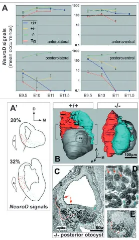 Fig. 5. Ectopic neurogenesis correlates with an expansion of(A(with anterior pole set to zero) showing spatial distributions ofNeuroDcells