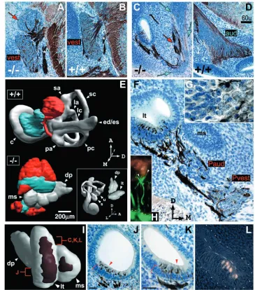 Fig. 8. Tbx1–/– inner ear and VIIIthganglion morphology at E13.5.