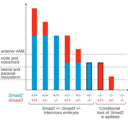 Fig. 7. Dose-dependent Smad2 and Smad3 signals pattern the(left) and speciﬁc elimination of of progressive loss of Smad2(columns with black perimeter) suggest that Smad2 is thepredominant intracellular effector of Nodal signaling duringpatterning of the pr