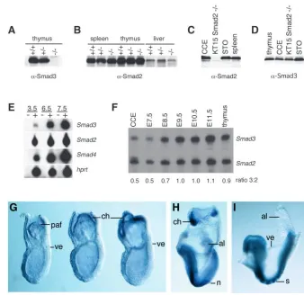 Fig. 1. Smad2 and Smad3 are independentlyregulated and co-expressed in the early embryo.