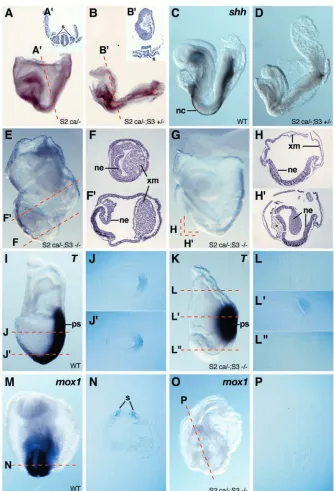 Fig. 5. Conditional removal of Smad2 in thecontext of Smad3 deﬁciency leads to gastrulation