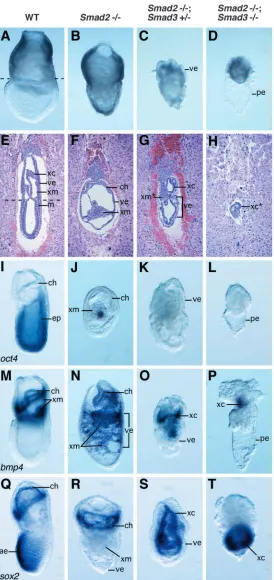 Fig. 6. Synergistic requirement for patterning and organization of the early post-implantationembryo