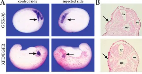 Fig. 1. Sox9 whole-mount insitu hybridization. (A) Sox9