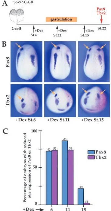 Fig. 5. Hormone inducibledominant-negative Sox9