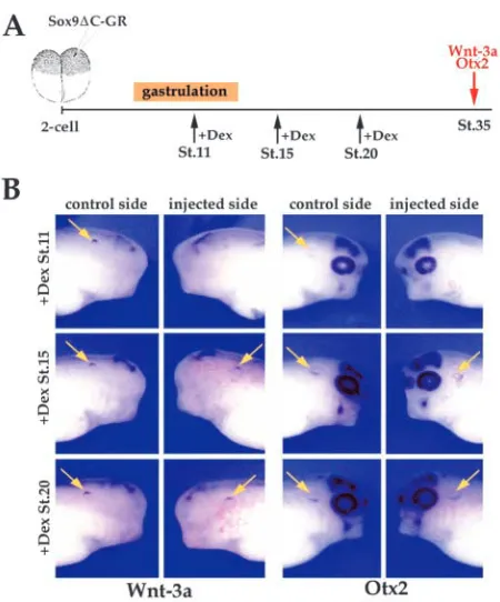 Fig. 8. Dlx3 depletion blocks the otic expression of Sox9.(A) Injection of 30 ng of Dlx3-mo in one animal ventral blastomereat the two-cell stage reduces Sox9 otic expression (injected side,arrow)