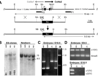 Fig. 1. Targeted inactivation of the targeting construct containing the pgk/neomycin resistance cassette (Neo) and the mutantlocus (bottom) are shown
