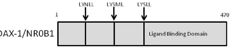 Figure 1-4.  DAX-1 structure contains three LXXLL repeats and lacks a zinc finger DNA 