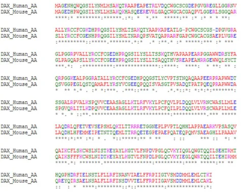 Figure 1-5. The DAX-1 amino acid sequence shares 66% identity between mouse and human 