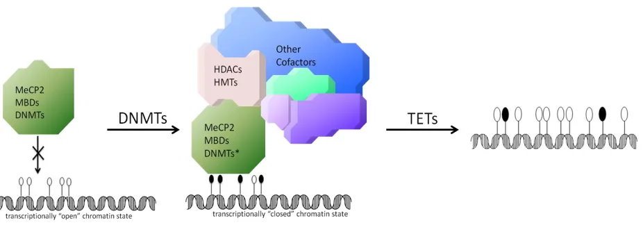 Figure 1-6.   Simplified schematic of cytosine methylation cycle in higher eukaryotes