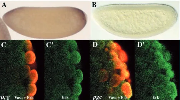 Fig. 7. MAP kinase signaling is elevated in the polecells compromised for pgc function