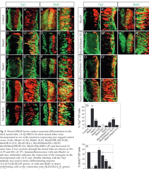 Fig. 1. Neural bHLH factors induce neuronal differentiation in thechick neural tube. (A-Q) HH14-16 chick neural tubes wereelectroporated in ovo with constructs expressing myc-tagged controlvector (A,B), Mash1 (C,D), Math1 (E,F), Mash1NR-AQ (G,H),Mash1R-G (