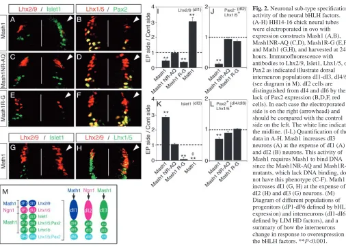 Fig. 2. Neuronal sub-type speciﬁcationactivity of the neural bHLH factors.