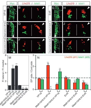 Fig. 3. Math1 and Mash1 are transcriptionalactivators in their neurogenic and neuronalcell-type-speciﬁc activities