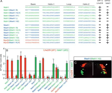 Fig. 5. Essential structural components of Math1 and Mash1 required for their neuronal speciﬁcation properties are identiﬁed