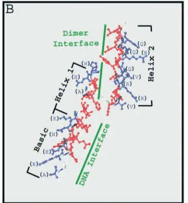 Fig. 6. Modeling of Class II bHLH structures place subclass-speciﬁc amino acidsresidues on an external surface of the dimer
