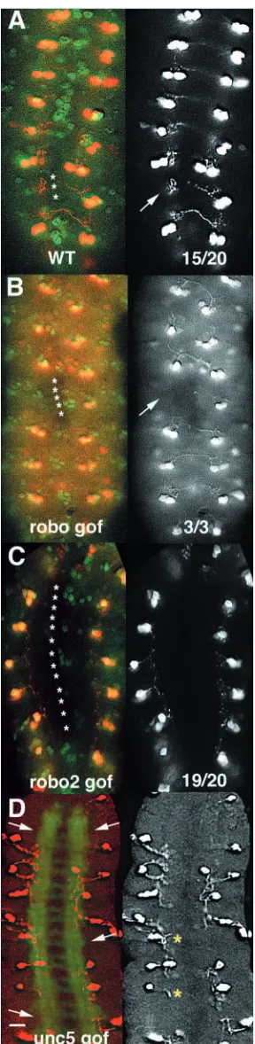 Fig. 3. Physical or genetic disruption of midline contact affects SerTwas made in isolated stage 16 cords asymmetrically down themidline such that one set of cell bodies was separated from themidline