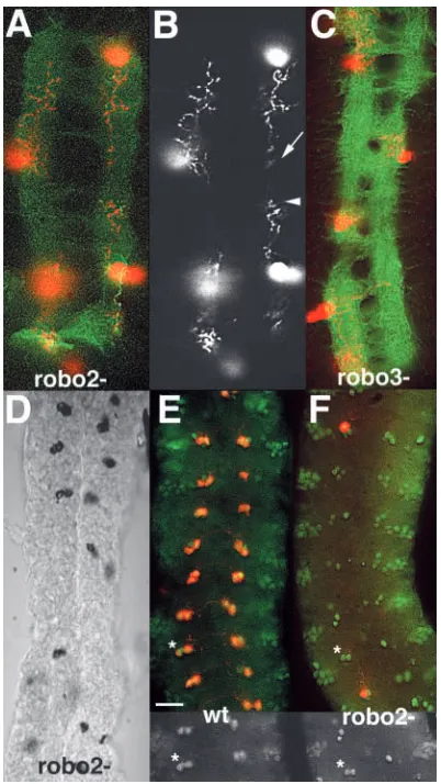 Fig. 4. robo2 many neurons, bodies positive for insets below (asterisk). Scale bar: 20 stain for and robo3 are required for normal SerT expression.(A-C) Stage 16 ventral nerve cords from robo2x123 (A,B) and robo31(C) loss-of-function mutant embryos stained