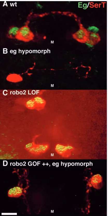 Fig. 5. robo2(EP2582/EP2582; although some SerT remains, while in the lost only in those cells that lack SerT activity