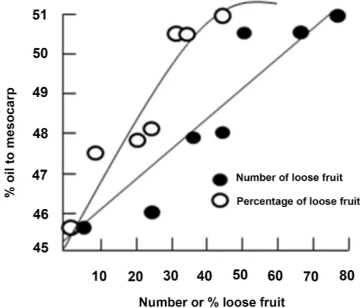 Figure 3. Oil yield increase with fruit ripeness [4]. 