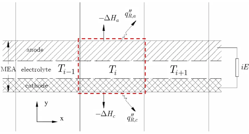 Figure 2-4. Energy balance over a control vo me (dashed line) in the cell. luT: cell temperature; qR′′: 