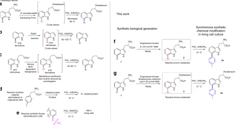 Fig. 1Miyaura cross-coupling of this reactive metabolite (in vivo: in vivo); and 3 by engineered Streptomyces coelicolor RG-1104 concomitant with the in-culture Suzuki–Miyaura cross-coupling of this,halogenases, membrane partitioned from anaerobic, palladi