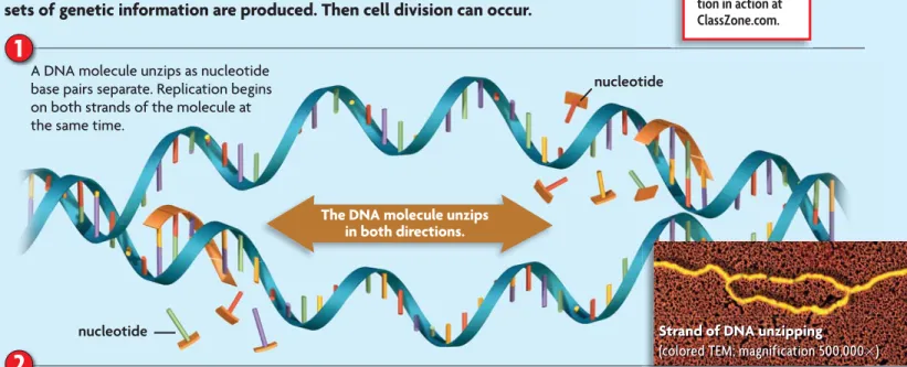 FIGURE 8.8 Replication