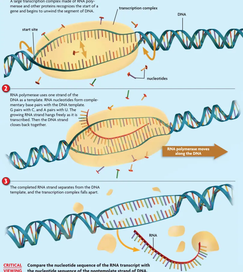 FIGURE 8.11 Transcription
