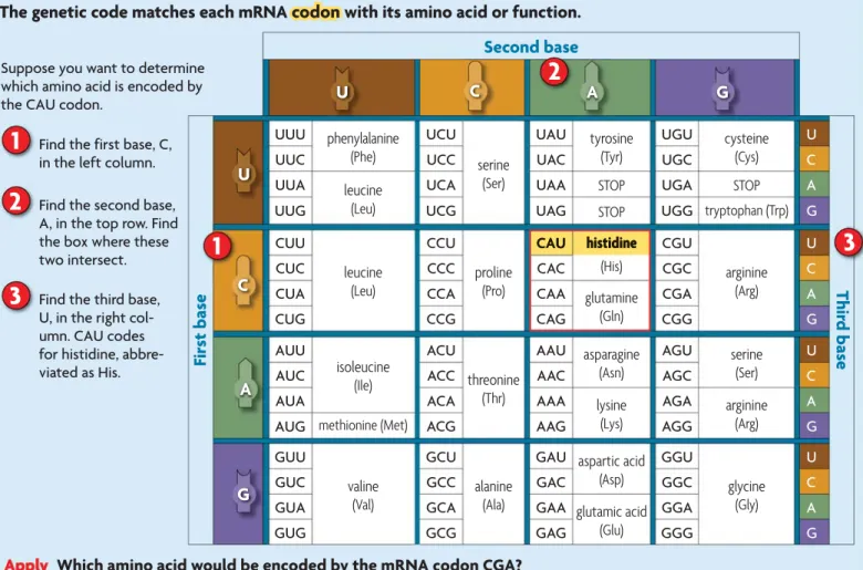 FIGURE 8.14   Codons are read as  a series of three nonoverlapping  nucleotides. A change in the  reading frame changes the  resulting protein.