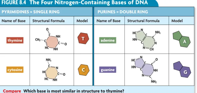 FIGURE 8.4  The Four Nitrogen-Containing Bases of DNA