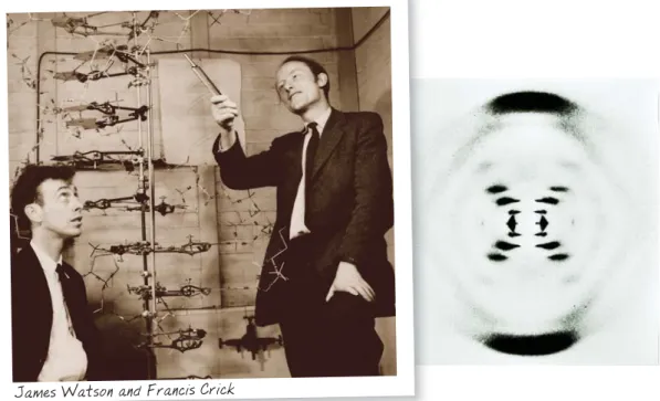 FIGURE 8.6  James Watson  (left) and Francis Crick  (right) used a model to  fig-ure out DNA’s structfig-ure