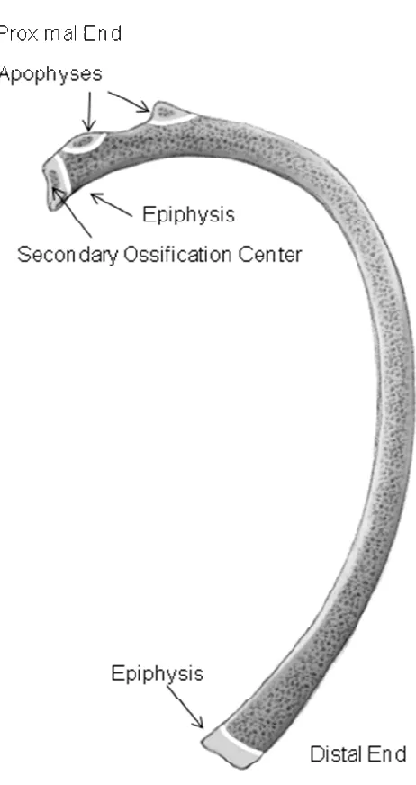 Figure 2. Rib Growth Occurs Endochondrally With a Single Secondary Ossification Center