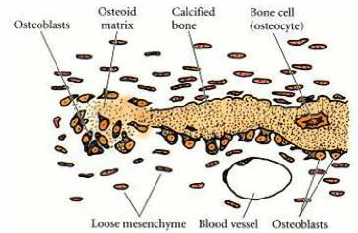 Figure 3. Intramembranous Ossification is the Direct Conversion of Mesenchymal Tissue to Bone