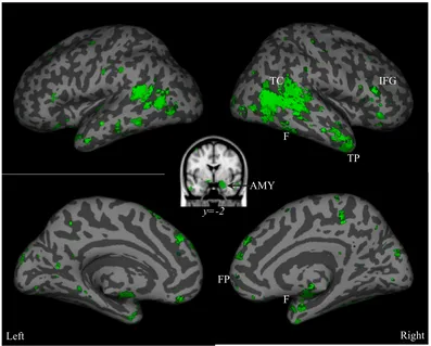 Figure 2.1.3. Social perception reverse inference map from fMRI studies. Combination 