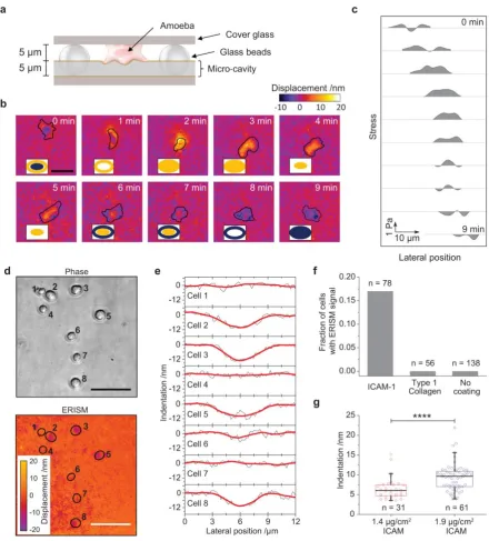 Figure 4 | ERISM for investigation of amoeboid migration in confined space and protein-specific cell-substrate 