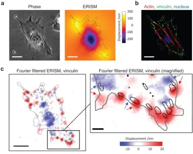 Figure 5 | Analysis of the horizontal stress applied by adherent 3T3 fibroblasts using ERISM