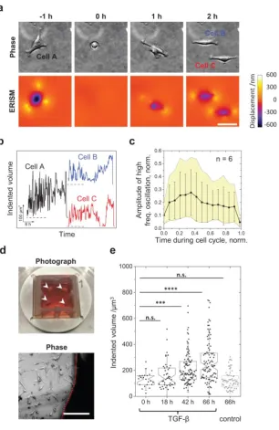 Figure 6 | ERISM for long-term time lapse studies of the mechanical activity of cells