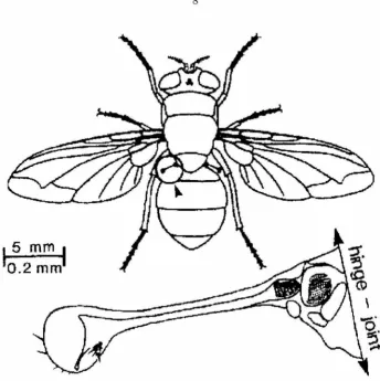 Figure 2.3: The serve any aerodynamic function. Located in animal. of mechanoreceptors devices hal teres of the blowfly Calliphor·a