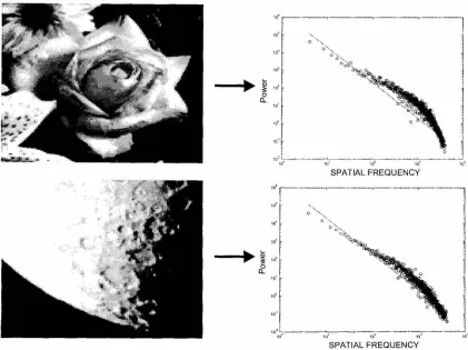 Figure 5,18: 1/ sponding f Spatial Frequency Spectra in Natural Scenes. Two natural images with corre-spatial frequency power spectral densities