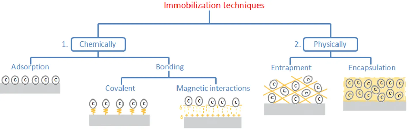 Figure 1. Whole cell immobilization methods 