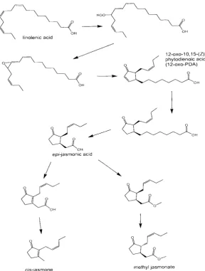 Figure l. Biosynthesis of methyljasmonate and putative route to cis-jasmone
