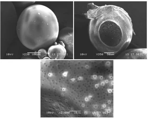 Figure 5: DSC thermogram of (a) CP, (b) Eudragit S100 and (c) Microcapsules