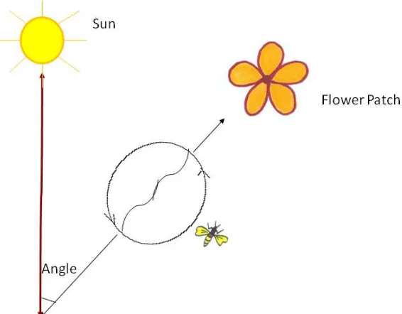 Figure 3.2: Waggle Dance [31]